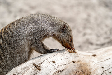 Zoo animal digging in the ground 
