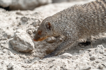 Zoo animal digging in the ground 