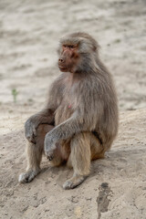 Baboon monkey sitting looking cool and chill