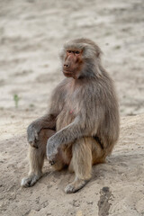 Baboon monkey sitting looking cool and chill