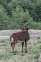 Animal deer in the zoo