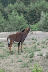 Naklejka na ściany i meble Deer antelope in the zoo