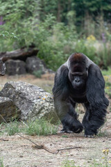 Gorilla sitting in zoo chilling