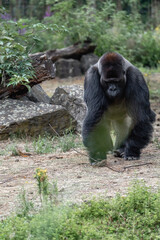 Gorilla sitting in zoo chilling