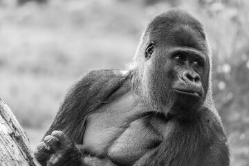 Gorilla black and white portrait 