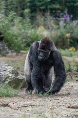 Naklejka premium Gorilla sitting in zoo chilling