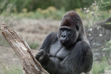 Gorilla sitting in zoo chilling