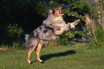 Active blue merle Australian Shepherd dog jumping outdoors on a green grass catching a purple flying disc in summer