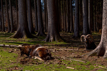 Mouflon lying on the ground in a pine forest in summer