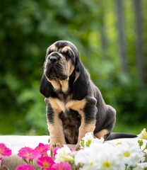 Portrait of a black bloodhound puppy sits on a background of green bushes