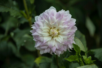 Close up of the pure white and pale pink Dahlia flower