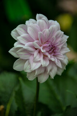 Close up of the pure white and pale pink Dahlia flower