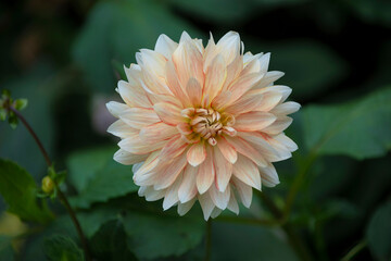 Close up of the pure white and pale orange Dahlia flower