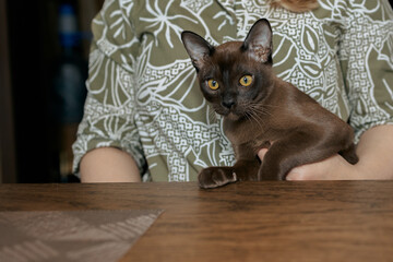  Burmese kitten. Curious funny spotted Burma cat looking at camera. High quality photo