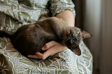  Burmese kitten. Curious funny spotted Burma cat looking at camera. High quality photo