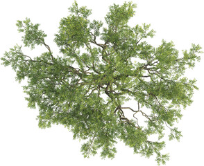 Fototapeta premium Top view of Olive Tree