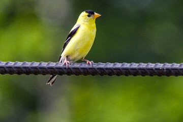 Male Goldfinch sitting on rebar