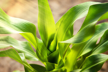 Young corn plants, in a corn field, close-up, green leaves, stem.