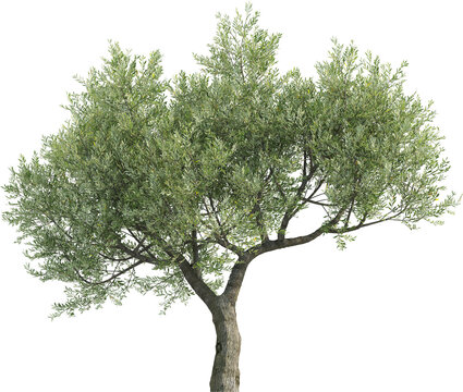 Side view of Olive Tree