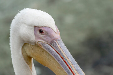 Pelican bord portrait with beautiful soft colours