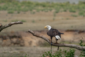 Bald eagle bird of prey in tree