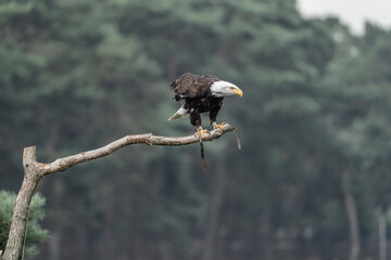 Bald eagle bird of prey in tree