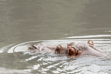 Fototapeta premium Hippo head just above the water