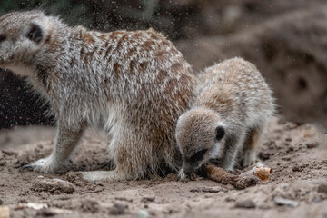 Meerkat baby in the zoo