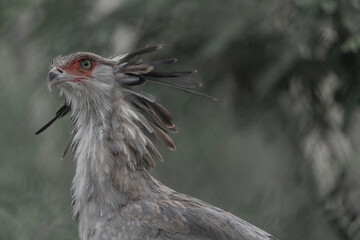Secretary bird portrait elegant avian