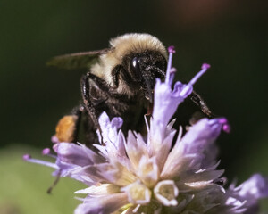 A female Common Eastern Bumble Bee (Bombus impatiens) feeding on purple lavender flowers. Long Island, New York, USA