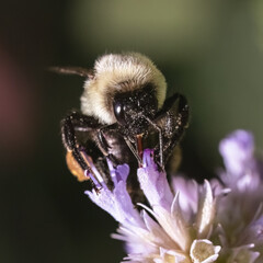 A female Common Eastern Bumble Bee (Bombus impatiens) feeding on purple lavender flowers. Long Island, New York, USA