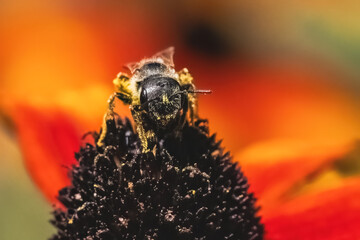 Close up of a petite female Halictus Sweat Bee pollinating a red and yellow flower.  Long Island, New York, USA