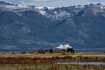 Horses grazing in Puerto Almanza, Tierra del Fuego, with a cruise ship on the Beagle Channel in the...