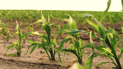corn field leaf sprout green, agriculture, fresh corn sprout agriculture field, Evening view leaves light walking corn moist seedlings crop harvest sprouts plants soil shoots point ripe agricultural