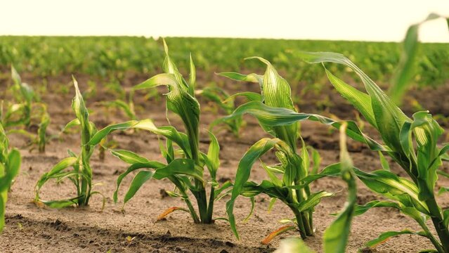 corn field leaf sprout green, agriculture, fresh corn sprout agriculture field, Evening view leaves light walking corn moist seedlings crop harvest sprouts plants soil shoots point ripe agricultural