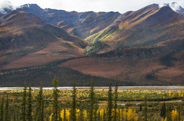 Autumn in polar tundra