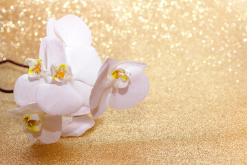 A branch of white orchids on a shiny gold background
