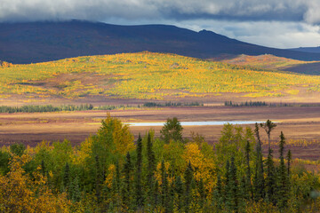 Autumn in polar tundra