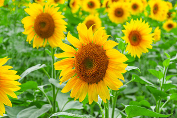 Obraz premium Fields with an infinite sunflower. Agricultural field