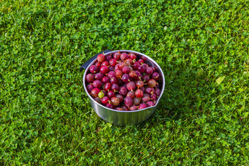 Close-up view of bowl with red gooseberry on green grass lawn background.