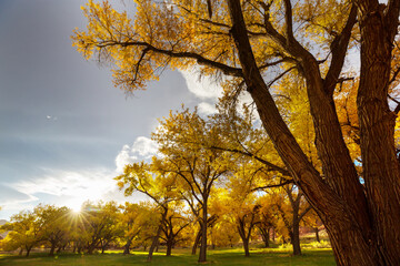 Autumn park