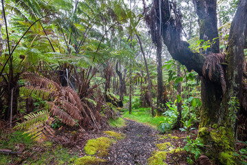 Jungle on Hawaii