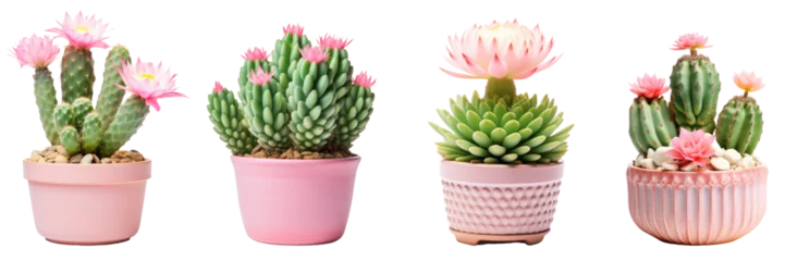 Fototapeten Plant in a pot, set of cactus flowers plants png, transparent background, succulent plants isolated on white © OpticalDesign