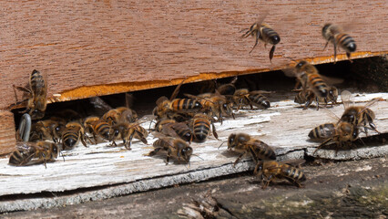 Busy beehive entrance with working bees