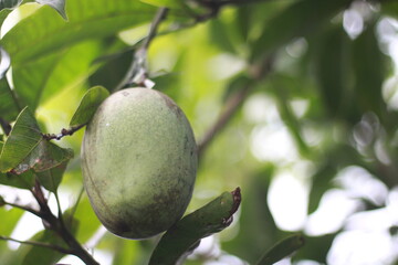 Selective focus of mango hanging tree, mango field, mango farm, farming concept, agriculture industry concept.