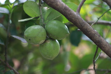 Green limes on a tree. Lime is a hybrid citrus fruit, which is typically round, about 3-6 centimeters in diameter and containing acidic juice vesicles. Limes are excellent source of vitamin C.
