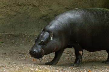 Pygmy hippopotamus Choeropsis liberiensis cloce up