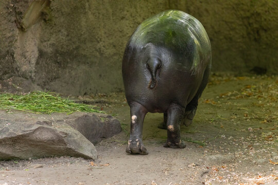 Pygmy hippopotamus Choeropsis liberiensis cloce up