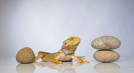 bearded dragon lizard on a gray background with zen stones close-up