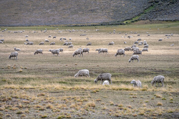 Naklejka na ściany i meble Sheep grazing in the patagonic steppe.